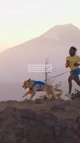 A post by @ruffweardogs on TikTok caption: “Your Dog Should Run With You." Agree or agree? 😏 #Ruffwear #RunBuddy #RunDog 