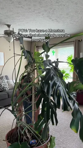 A post by @plantswithkrystal on TikTok caption: We all want big plants until it’s time to clean them or repot them #monsteradeliciosa 
