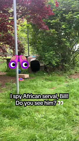 A post by @wildcatridgesanctuary on TikTok caption: I spy African serval, Bill! Do you see him? 🔎 🐱  Bill was transferred to us from another facility after they closed down, he’s been with us about 6 years now and loves his life with his roommate Kane at WildCat Ridge Sanctuary.  #serval #notapet #ispy #nature #sanctuary #nonprofit #search #wildliferescue #CatsOfTikTok 