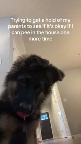 A post by @nikitalee_ on TikTok caption: Silly gorl #dogsoftiktok 