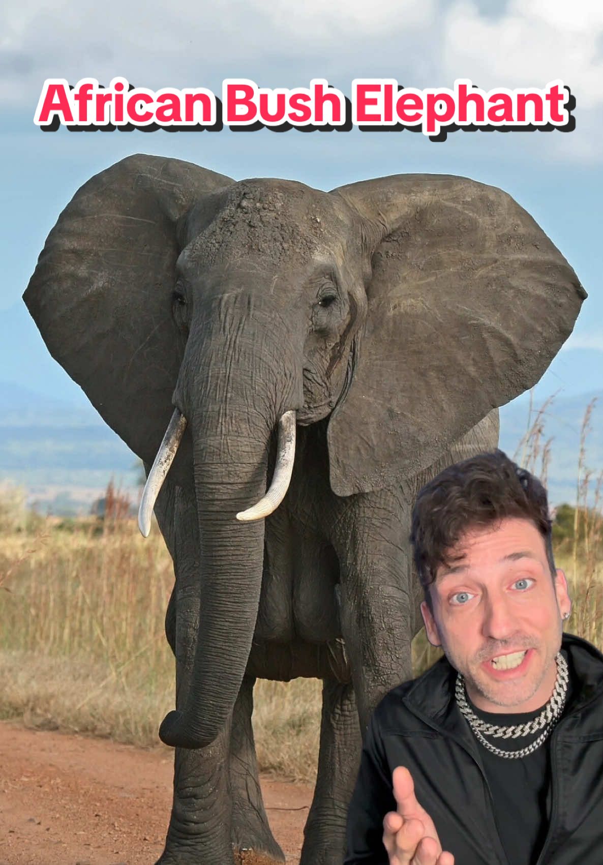 A post by @oddanny on TikTok caption: The largest land animal on Earth #africanbushelephant 