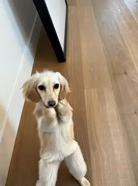 A post by @winston_da_ween on TikTok caption: omg I will never be able to unsee this 