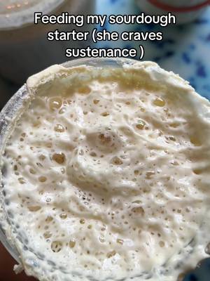 A post by @wheatculture on TikTok caption: Genesis has been on one lately #sourdoughstarter #sourdough #sourdoughtiktok #sourdoughtok #sourdoughasmr #sourdoughcrunch #sourdoughbread #wheatculture #sourdoughclub 