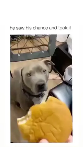 A post by @cutedogsonline on TikTok caption: Adorable pups!  🐕 #dog #dogs.