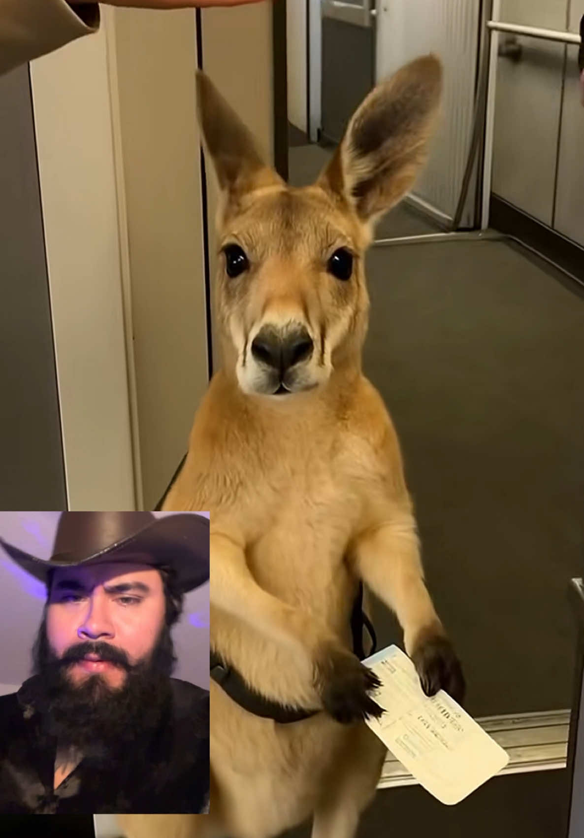 A post by @thepadrineithor on TikTok caption: Lady canguro baja a canguro del avión . No se pase de rosca señora 😡 