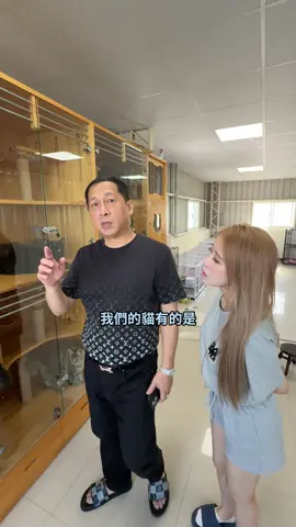 A post by @linshin0604 on TikTok caption: 老岳的緬因貓天堂 #饅頭媽 #阿芯 #饅自然 
