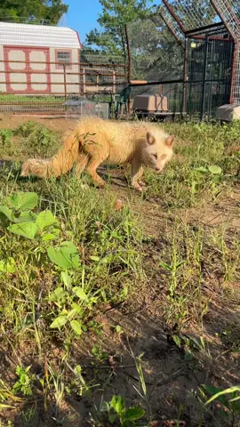 A post by @clevyr_creatures on TikTok caption: Goodmorning naught Freya Fox!  It’s Willow, Cedar, & Conifers turn to touch grass for the first time!  #ClevyrCedar is supported by Nicole N.  #ClevyrWillow is supported by Lexi L.  #ClevyrConifer NEEDS SUPPORT  In lieu of gifts, the happy couple are asking everyone to help fund the honeymoon experience of their dreams! 🔆 Clevyr Creatures is a 501(c)(3) non-profit domestic fox sanctuary. All donations are tax deductible. EIN 99-0469439 🔆 We are completely dependent on the public for donations to do what we do here! If you cannot donate, please interact! Leave comments, like, and share our posts!  🔅links to donate can be found on our website in our profile bios! We will also leave the links in the first comment below this post!  🔅Venmo: @ ClevyrCreaturesFoxSanctuary 🔅PayPal: @ Clevyr 🔅Cashapp: $ ClevyrCreatures 🔅Mailed donations:  Clevyr Creatures Fox Sanctuary 429318 state highway 3 Unit 97 Rattan Oklahoma 74562 #clevyrfoxes #fox #foxes #petfox #redfox #foxrescue #foxsounds 