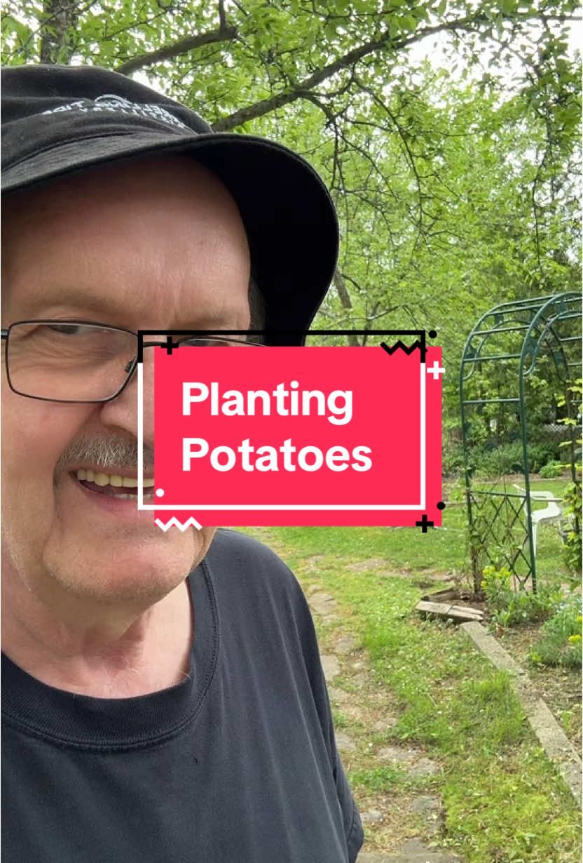 A post by @thewhyteelephant on TikTok caption: Planting my potatoes The method is called hilling #gardening #potatoes #tutorial #beautifulday 