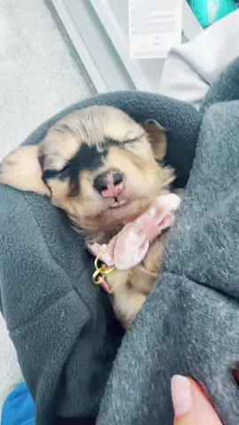 A post by @rheanna_can on TikTok caption: Cutest sweetest baby ever! #puppydachshund #dachshubdpuppy #puppy #dachshund @𝒹𝒶𝓃𝒾ℯ𝓁𝒶 