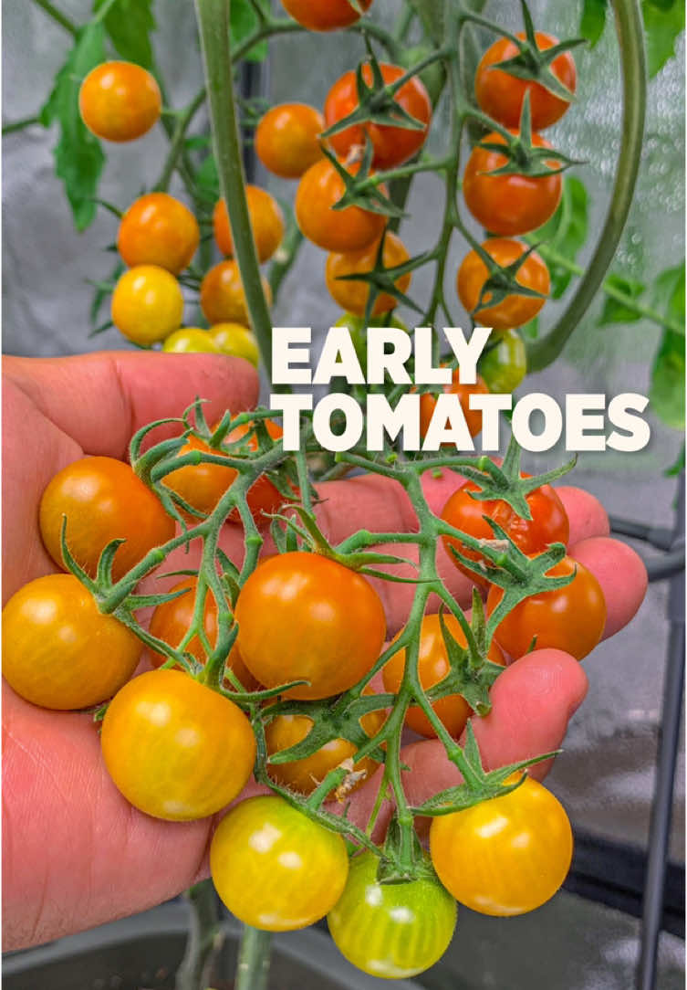 A post by @plantedinthegarden on TikTok caption: First #tomato harvest is sun gold💛 #gardentok 