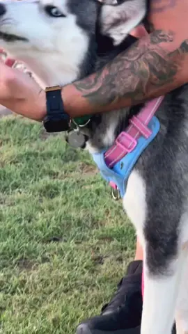A post by @jessicajska on TikTok caption: Little grass goblin  This is Birdie! We just drove her to her forever home across the country! We had her for a month and it wasn't nearly enough time to spend with such a perfect lil lady😭 she originally had a very bad case of glacouma that she had surgery for! We helped her through her entire healing process and got her all fixed up. Please considering fostering dogs, it gives them more time to find their forever homes as shelters are constantly full and overflowing 😭. #fostercare #fosterdog #foster #husky @Kaidozu 