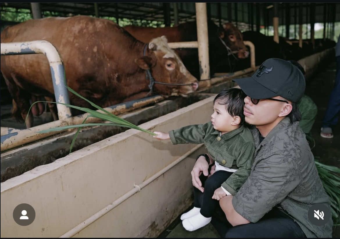 A post by @attahalilintar on TikTok caption: Azuura beli sapi presiden 1.4 ton ??? 