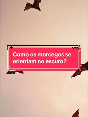 A post by @fatosdesconhecidos on TikTok caption: Como os morcegos se orientam no escuro?#curiosidades #fatosdesconhecidos #morcego #escuro 