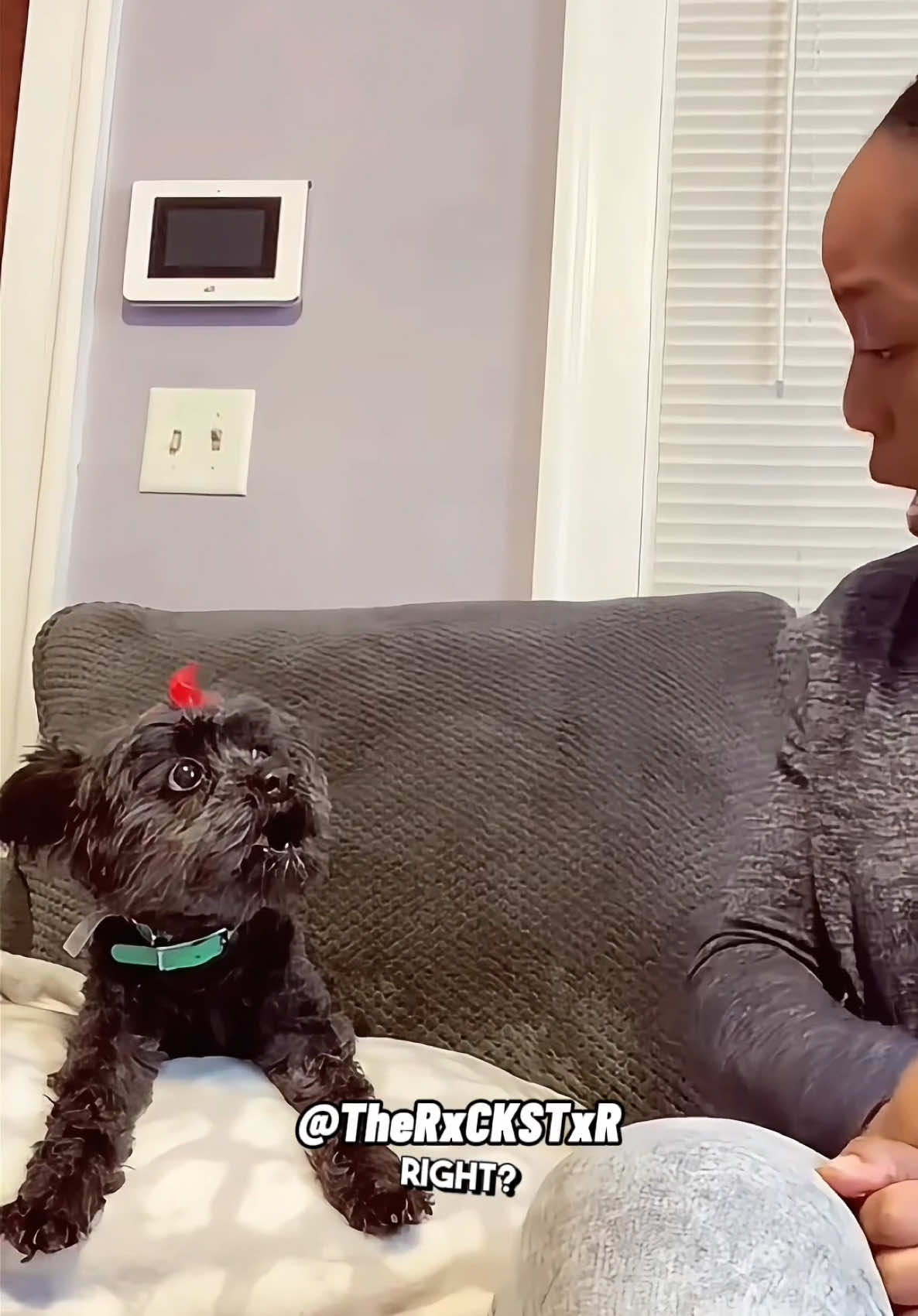 A post by @therxckstxr on TikTok caption: Hawk Picked The Wrong Pup! 😂 Vid from FanFam @Ladi Rock Music #fyp #funnyanimals #FunnyPetMoments #dogsoftiktok #americasfunniesthomevideos #funnypets #sofunny #voiceover 