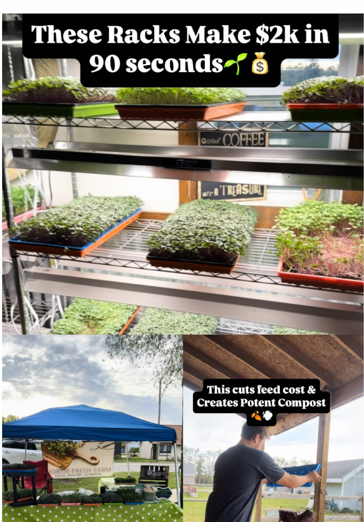 A post by @blohmtreezy on TikTok caption: Grow Food, Money, & Feed every 7 Days All Year e more info on my YouTube channel. #microgreens #growyourownfood #indoorgarden #healthyfood #businessideas #indoorfarming #gardeninspiration #homestead #farmersmarkets #farmersmarket #sprouts #sidehustleforbeginners #sidehustleideas #sidehustlesuccess #businessideas #businessopportunity #businesssuccess #salad #healthysalad #saladbusiness #microgreenfarmer #marketgarden #marketgardening #marketgardener