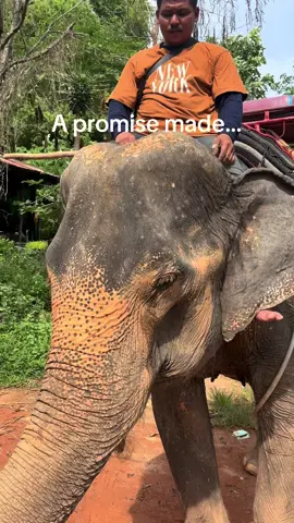 A post by @planting_peace on TikTok caption: Made this promise to get Lychee to freedom within the first 15 seconds of meeting her. Thank you all for helping me keep said promise. We all came together! Love seeing our girl enjoy freedom after spending 40 years in chains. She’s loving her new life at @FOLLOWING GIANTS! Thank you! - Aaron /Planting Peace #PlantingPeace #fsu #rescue #followinggiants #elephants 
