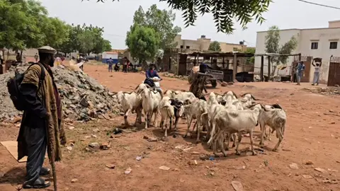 A post by @diankaetlagare on TikTok caption: mouton de fête de tabaski 😁😁👏