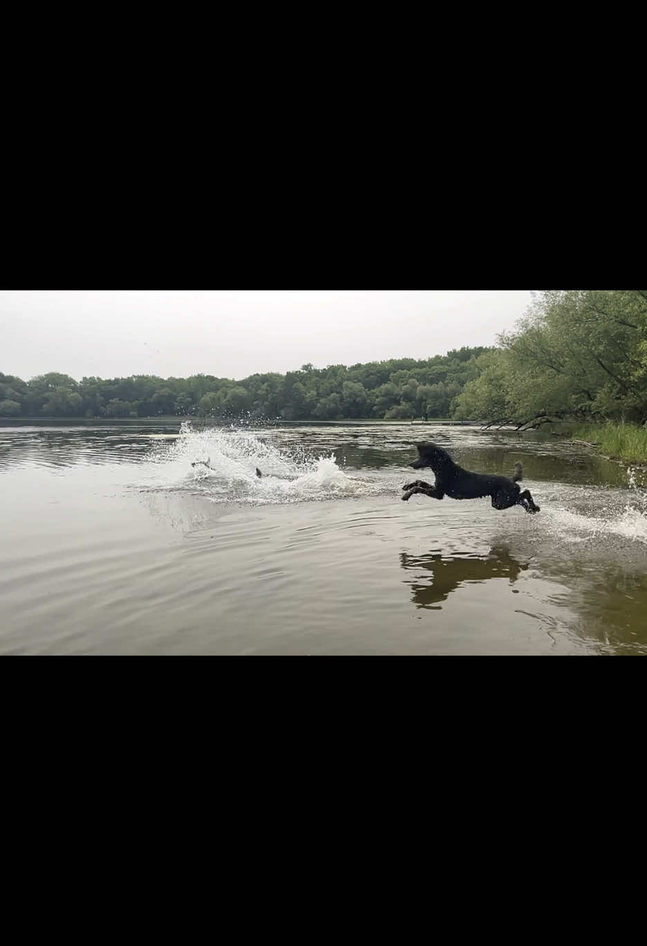 A post by @servicedog626 on TikTok caption: Bouncin like the bird dogs they are! #birddog #huntingdog #retriever #labradorretriever #blacklab #standardpoodle #poodle #minnesota #lake #sportdogs #labsoftiktok #poodlesoftiktok 