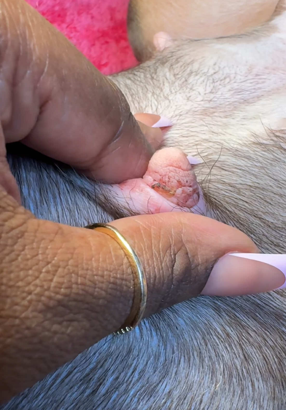A post by @reignstormpit on TikTok caption: Girl Dog Care Because Shes Literally Just A Girl ! 💕🤍 When Snohs Hormones Or Allergies Get Out Of Order, She Itches Herself, So I Clean Her Up And Put Ointment On Her And Put A Shirt On. When Shes Getting Care She Completely Indulges In It And Acts So Dramatic And I Baby Her. 😂 She Loves The Attention So Much! Its So Cute !!!  #dogcare #dogsoftiktok #cutedog #funnydog #petsoftiktok #cute #fyp #fypシ #relax #routine ##fyppppppppppppppppppppppp #reignstormpit #viral #spa 