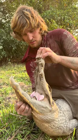 A post by @fishingarrett on TikTok caption: Sketchiest yoinks #wildlife#snake#yoink#nature#naturevibes#adventure#explore#fyp#foryoupage#viral#venomous#crocodiles#everglades#Australia#colombia#florida#animal 