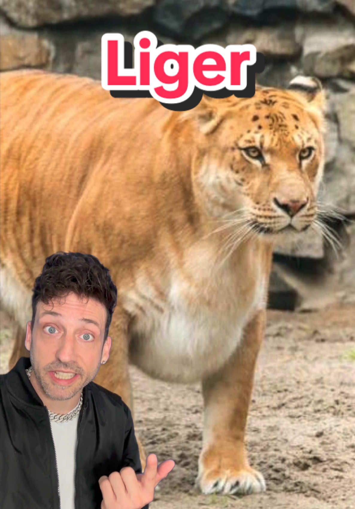 A post by @oddanny on TikTok caption: The REAL king of the Jungle #liger 