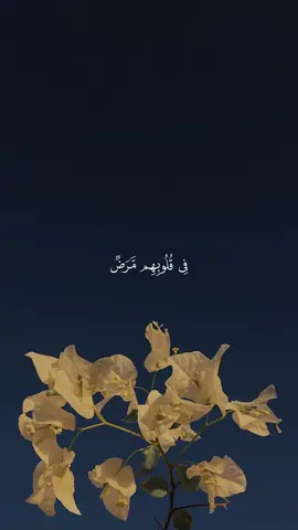 A post by @quran1377 on TikTok caption: تدبروا الآيات🤍#قرآن #قرآن_كريم #القرآن_الكريم #مشاري_العفاسي #قرآن_صلي_علي_النبي 