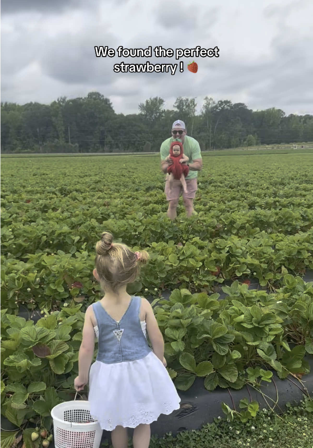 A post by @rachsullivan__ on TikTok caption: Cutest strawberry in the patch 