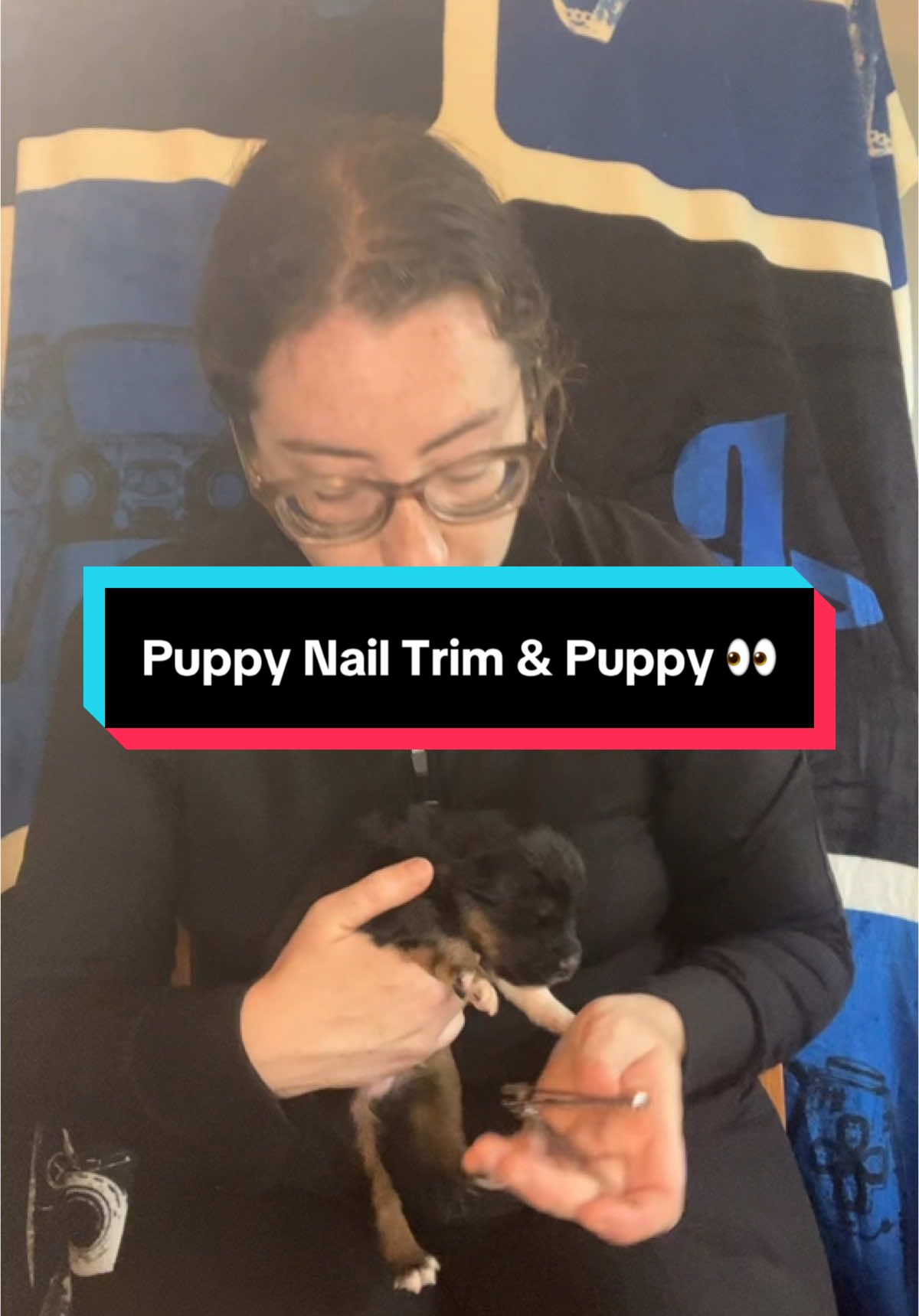 A post by @telltaleaussie on TikTok caption: Our Gigabytes are 2 weeks old tomorrow and started opening their eyes yesterday! Today 5/6 escaped the box while I ran an errand so we made our first box upgrade too! #australianshepherd #aussieswithtails #undockedaussie #puppyculture #workingaussie #puppyraising #pretendmyhairisclean #telltaleaussie #aussie #puppy 