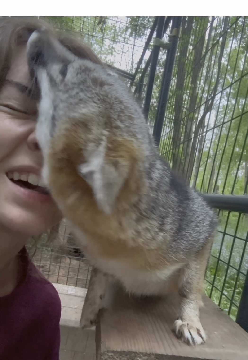 A post by @arcticfoxdaily on TikTok caption: That feeling when a wild animal (more than) fully trusts you 🥹  #wildlife #rescue #fox #nonprofit #animalrescue #cuteanimals 