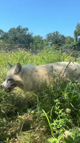 A post by @clevyr_creatures on TikTok caption: It’s amazing to me how much their first day in the play yard, has brought all the foxes out of their shell more…  I didn’t record, but this evening, Sparkle, Leilani, and Herbie all went back to their enclosures SO easy! It’s like each night is easier than the last!  These babies actually followed be all the way to their enclosure, without me even grabbing treats first, and were back in their own enclosure for the night within 5 minutes.  I’m so proud of them all!  Tomorrow, the last group from the Persimmon yard gets their first day to play! Ryoku, Mikaru, and Kiyomi are going to have a blast… We have a great video of this group to share with you later but are having troubke uploadingg longer videos!!  #ClevyrHerbie & #ClevyrLeilani are supported by Patsy S.  #ClevyrSparkle needs support!  🔆 Clevyr Creatures is a 501(c)(3) non-profit domestic fox sanctuary. All donations are tax deductible. EIN 99-0469439 🔆 We are completely dependent on the public for donations to do what we do here! If you cannot donate, please interact! Leave comments, like, and share our posts!  🔅links to donate can be found on our website in our profile bios! We will also leave the links in the first comment below this post!  🔅Venmo: @ ClevyrCreaturesFoxSanctuary 🔅PayPal: @ Clevyr 🔅Cashapp: $ ClevyrCreatures 🔅Mailed donations:  Clevyr Creatures Fox Sanctuary 429318 state highway 3 Unit 97 Rattan Oklahoma 74562 #clevyrfoxes #fox #foxes #petfox #redfox #foxrescue #foxsounds 