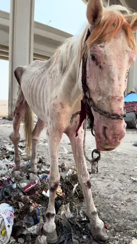 A post by @aliassafari1 on TikTok caption: #rescue #foryoupage #aninals #help #love #nevergiveup #viral #horse #