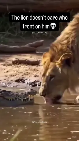 A post by @ali_khanking on TikTok caption: Instagram : alikhan_king143 👑 @Ali Khan King 👑 @Ali khan king 👑 #alikhan #lion #ali #alikhanking 