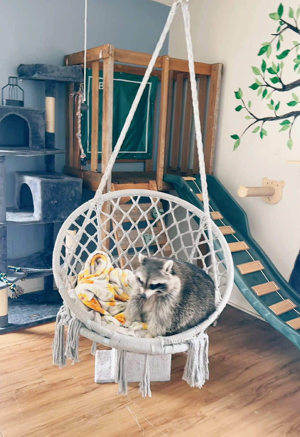 A post by @hereforthelaughter on TikTok caption: Pretty little baby! #prettybaby #petraccoon #raccoon #salemtheraccoon 