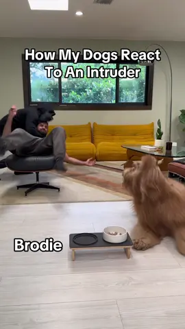 A post by @brodiethatdood on TikTok caption: I thought at least Brodie would help… #dogchallenge #dogdad #goldendoodle #goldenretriever 