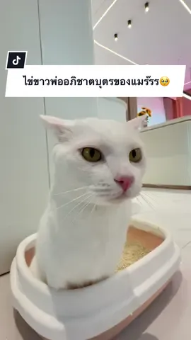 A post by @ployy_chuek on TikTok caption: ไข่ขาว..พ่ออภิชาตบุตรของแมร๊รรร~🙏🏼🥹 @spacecraft.fur #ครอบครัวไข่หวาน #พลอยฉึกๆ #แมร๊เอง #พลอยรักเต็นท์ #ไข่ขาวลูกแมร๊ #ภารกิจพิชิตใจไข่ขาว #หวานแมวขยะเปียก #แมวไข่หรรมกับดําดอทคอม #แฝดนรกบ้านไข่หวาน #ไข่เจียวเป็นเด็กดี #ไข่เจียวรักแมร๊ #ไข่เน่าลูกแมร๊ #กระป๋องลูกแมร๊ #น้องกระป๋องกับน้องกระแป๋ง 