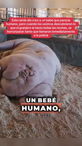 A post by @historia_real_estr on TikTok caption: Esta cerda dio a luz a un bebé que parecía humano, pero cuando los vecinos descubrieron lo que el granjero le hacía todas las noches, se horrorizaron tanto que llamaron inmediatamente a la policía. #historiasimpactantes #sorprendente #misterio #Sorpresa 