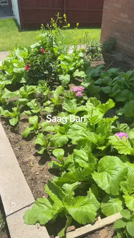 A post by @sharmahema89 on TikTok caption: Saag Bari #tiktokfriends🙏🏻🙏🏻 #foryoupage🙏🏻 