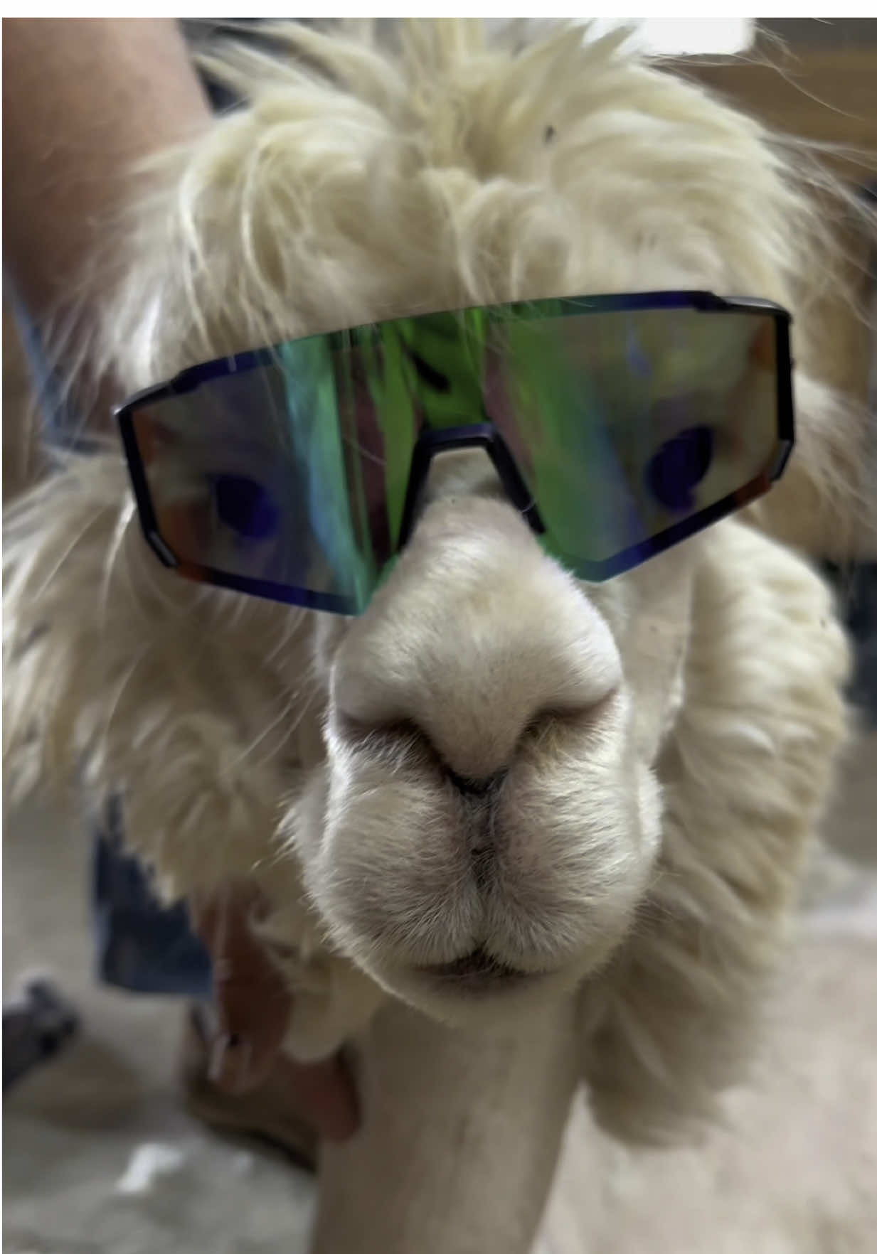 A post by @useless_farm on TikTok caption: Why did he just tell me that he almost made it to the NHL and now is a weekend lawnmower drag racer?