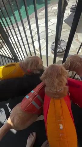 A post by @ruffweardogs on TikTok caption: This pool party is pure gold. #Ruffwear #poolparty #goldenretrieverlife 