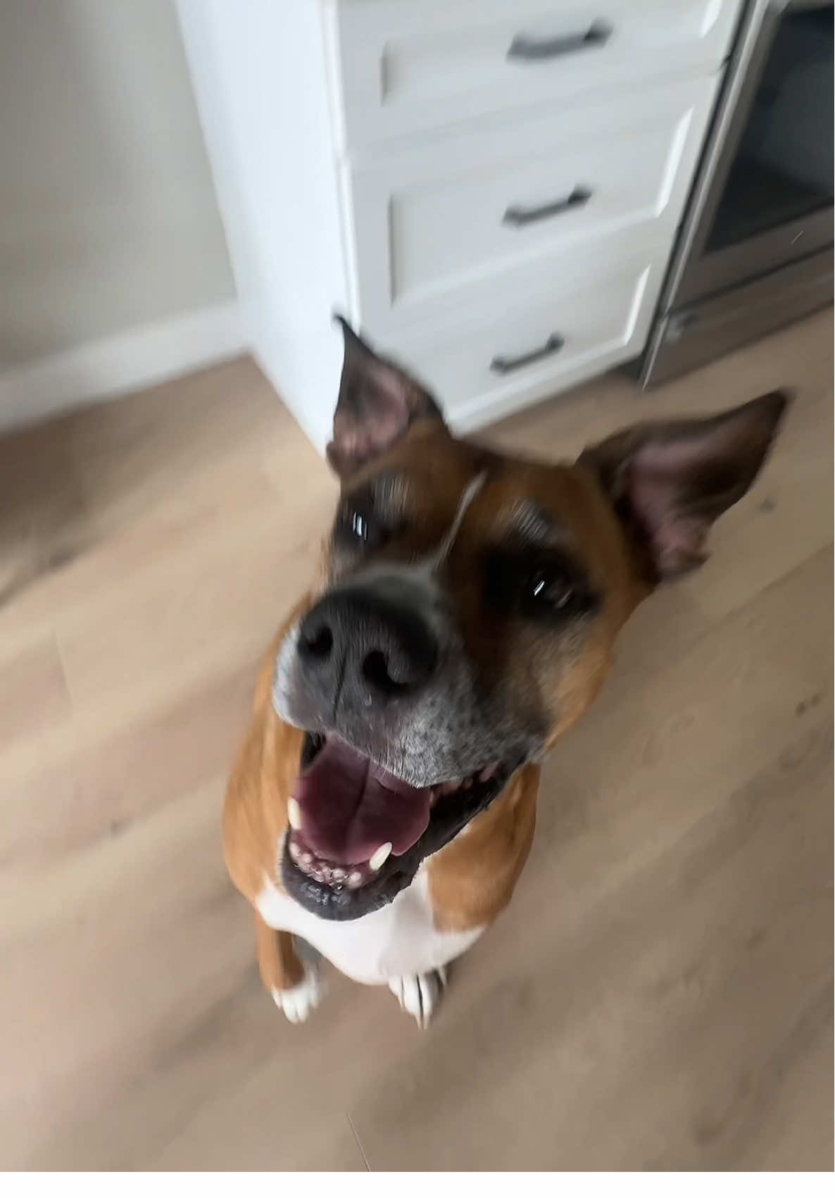 A post by @callmemorganraexo on TikTok caption: Milo said enjoy 🙂‍↕️ #boxerdog 