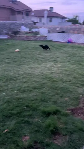 A post by @rheanna_can on TikTok caption: #zoomies #dachshund 