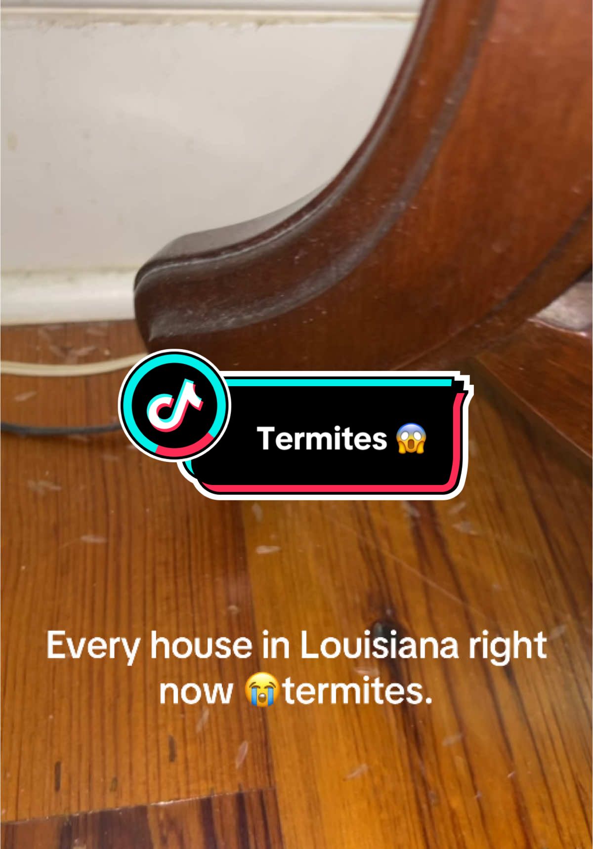 A post by @donnamendoza35 on TikTok caption: Those little suckers makes it hard for us house cleaners. They are everywhere!!#clean #cleaning #fyp #lousiana #floors 