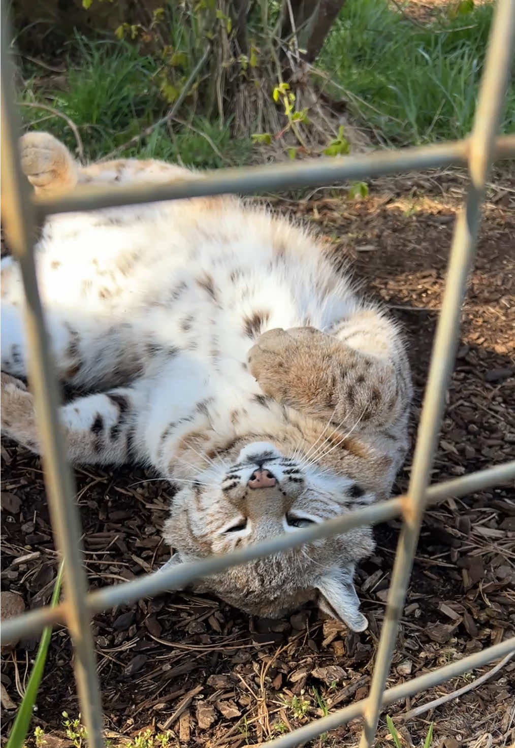 A post by @wildcatridgesanctuary on TikTok caption: Cujo the bobcat doesn’t drink his coffee—he rolls in it! ☕ Decaf coffee grounds are one of the scents our residents love for enrichment. It helps to engage their natural behaviors and keep their minds active. 🐱 Want to help provide enrichment for our wild cats? Check out our Amazon Wishlist—link in bio! 🧶 #bobcat #notapet #sanctuary #nonprofit #CatsOfTikTok #decafcoffee #coffee #enrichment #scents 