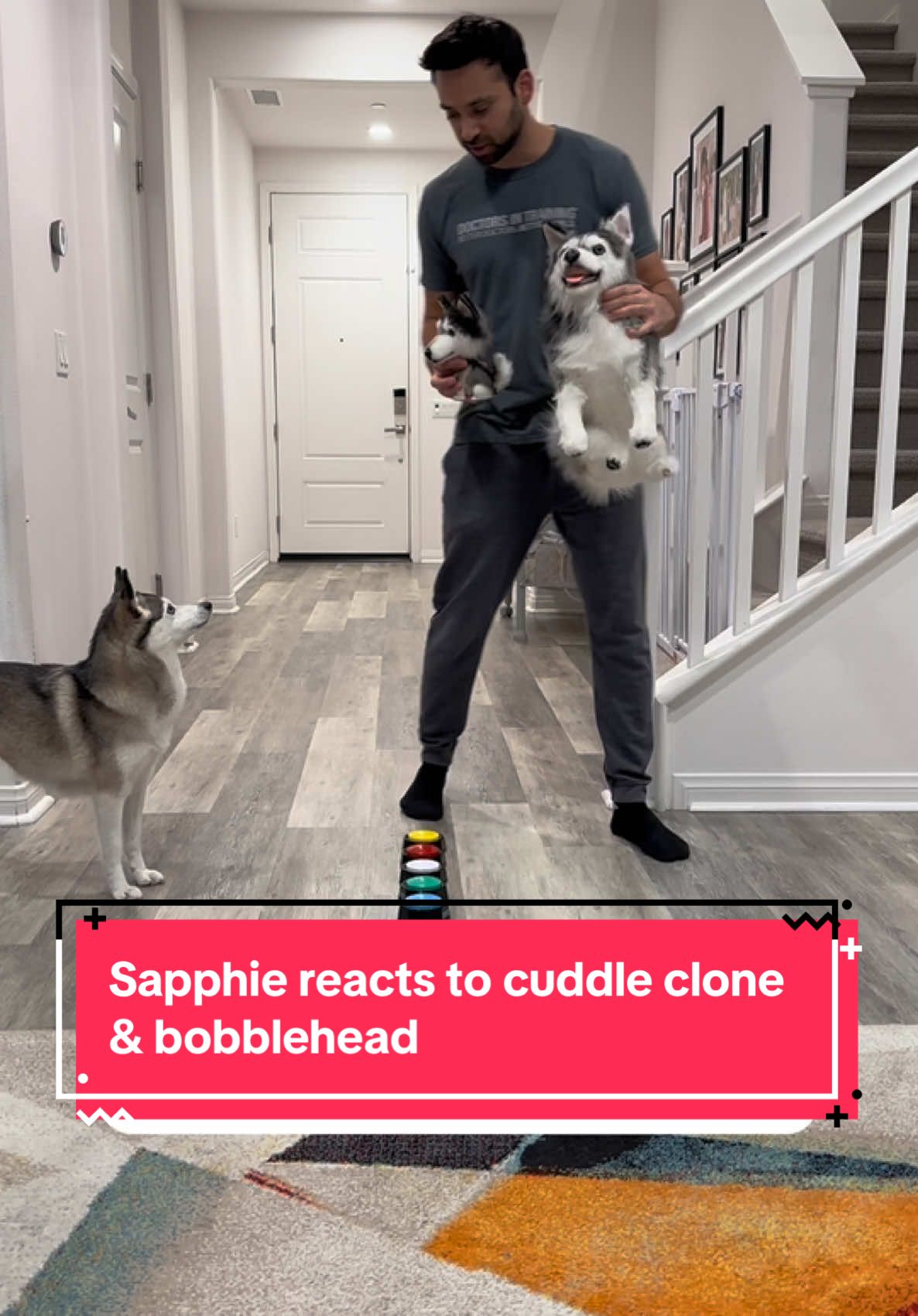 A post by @sapphie_the_pomsky on TikTok caption: Sapphie reacts to her cuddle clone and bobblehead 🤣 #funnydog #smartdog #dogsoftiktok #doglover #pomsky 