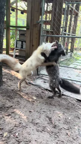 A post by @foxtalesflorida on TikTok caption: Winnie and Daisy do the morning waltz while fighting for who gets my coffee cup #foxrescue #nonprofit #foxtalesflorida #foxsanctuary #foxesoftiktok 