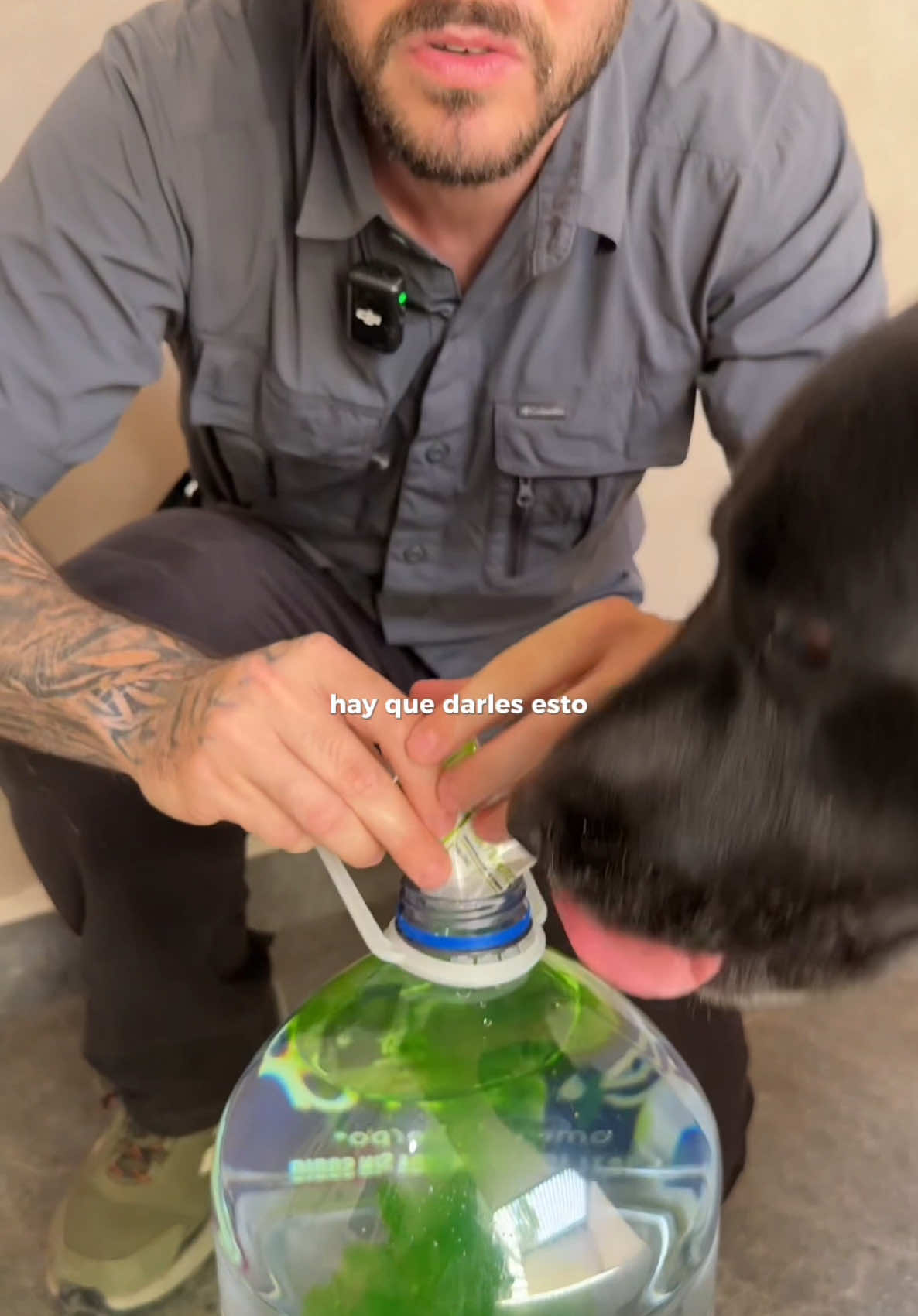 A post by @chemanimals on TikTok caption: SUPER POLVO SALVAVIDAS DE PERROS CON ESTE CALOR!