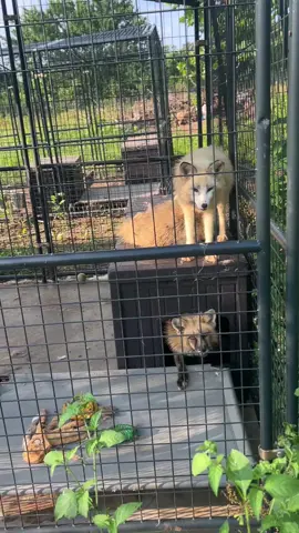 A post by @clevyr_creatures on TikTok caption: Mikaru, Kiyomi, & Ryoku Fox have their first day in the play yard! 🔆 Clevyr Creatures is a 501(c)(3) non-profit domestic fox sanctuary. All donations are tax deductible. EIN 99-0469439 🔆 We are completely dependent on the public for donations to do what we do here! If you cannot donate, please interact! Leave comments, like, and share our posts!  🔅links to donate can be found on our website in our profile bios! We will also leave the links in the first comment below this post!  🔅Venmo: @ ClevyrCreaturesFoxSanctuary 🔅PayPal: @ Clevyr 🔅Cashapp: $ ClevyrCreatures 🔅Mailed donations:  Clevyr Creatures Fox Sanctuary 429318 state highway 3 Unit 97 Rattan Oklahoma 74562 #clevyrfoxes #fox #foxes #petfox #redfox #foxrescue #foxsounds  #ClevyrMikaru is supported by Ghost Folf #ClevyrKiyomi NEEDS SUPPORT #ClevyrRyoku NEEDS SUPPORT