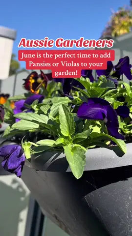 A post by @kia_urbangardener on TikTok caption: This is your reminder to add beautiful blooms to your garden this winter! Pansies & Violas are a great option! #pansies #viola #flowers #garden #australiangarden #flowergarden 