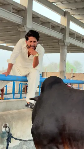 A post by @shahzaib_veer on TikTok caption: Yar Yeh Bhi Zinger Shawarma 😂 @ShAN_BaBA 