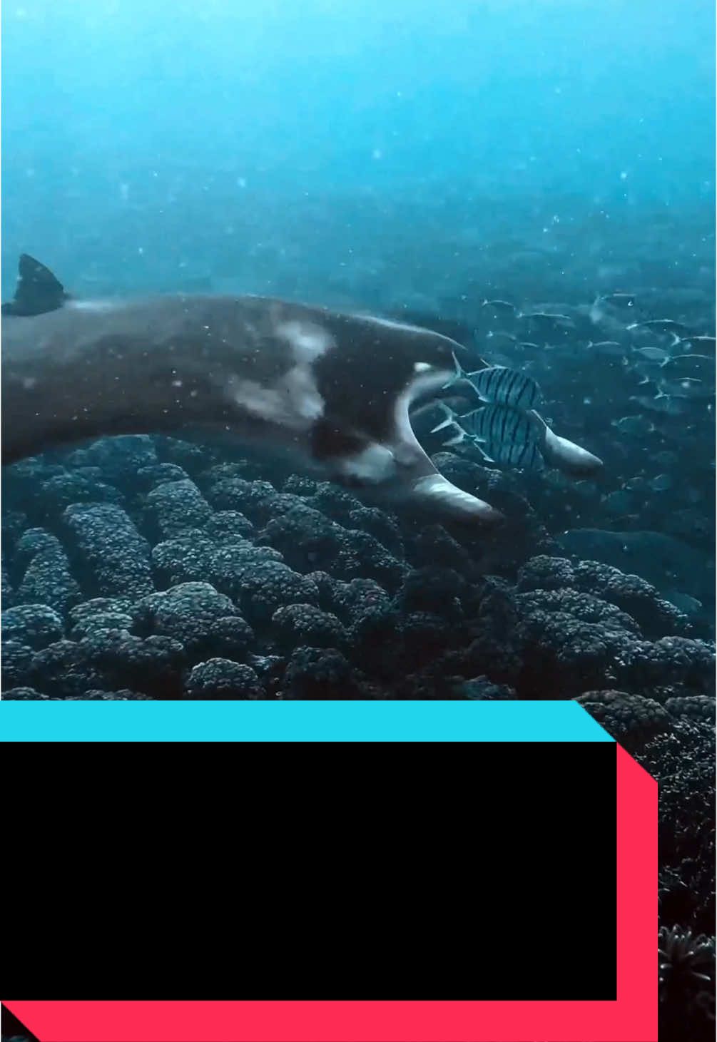 A post by @tcezy on TikTok caption: I Found A Mantaray In Fiji… #tcezy #incredible #ocean #videography #fiji #travel #explore #wanderlust 